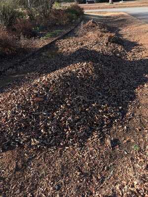 Leaf pile yard cleanup